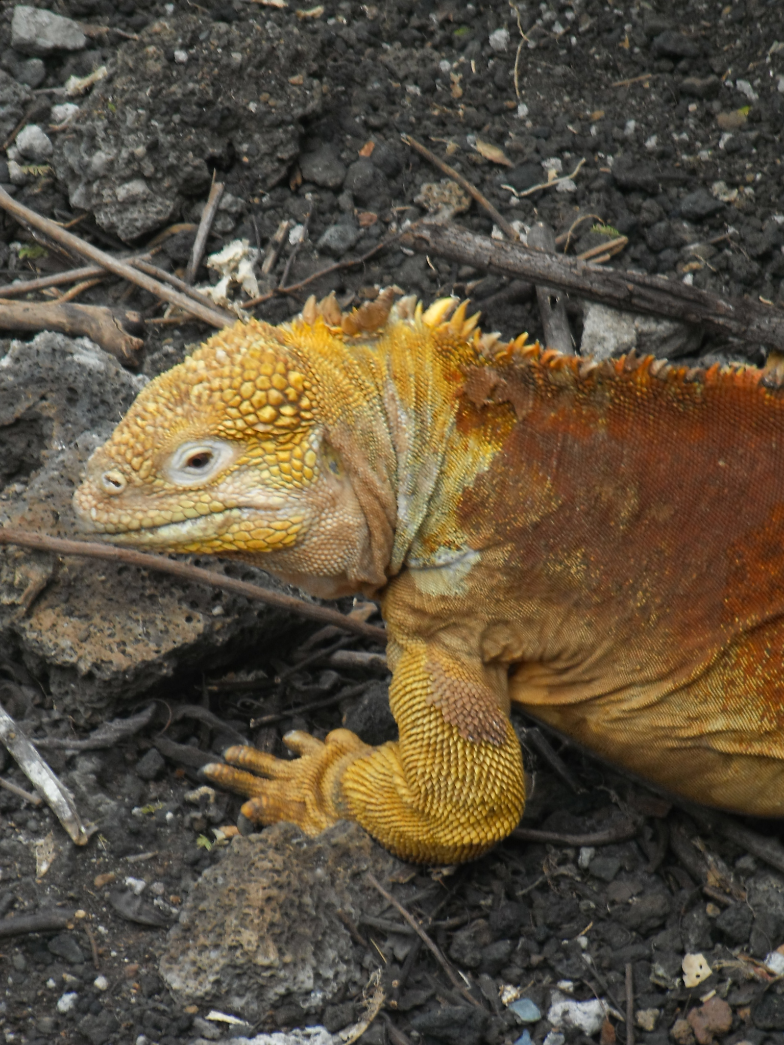 iguana laut galapagos