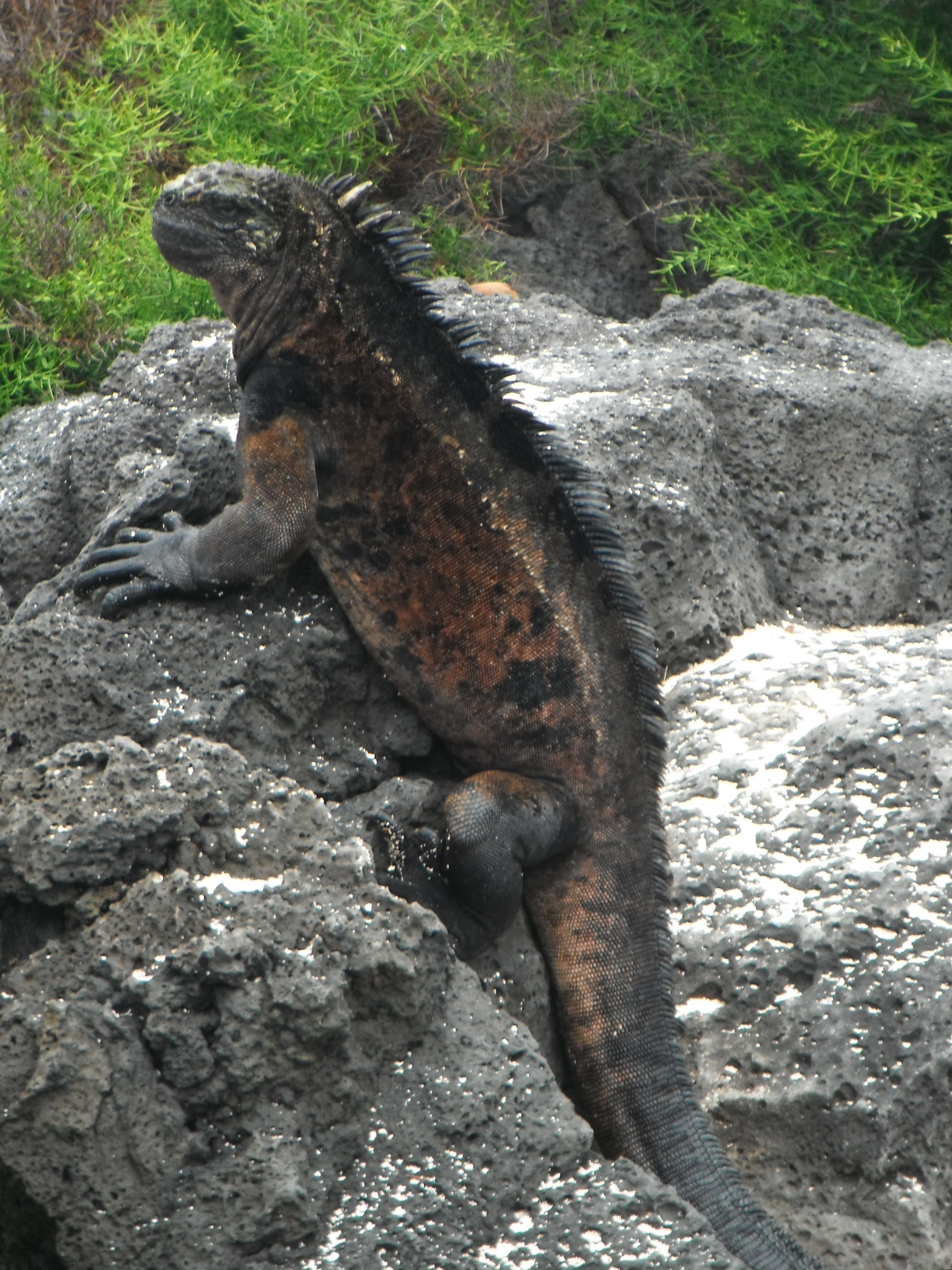 iguana laut galapagos